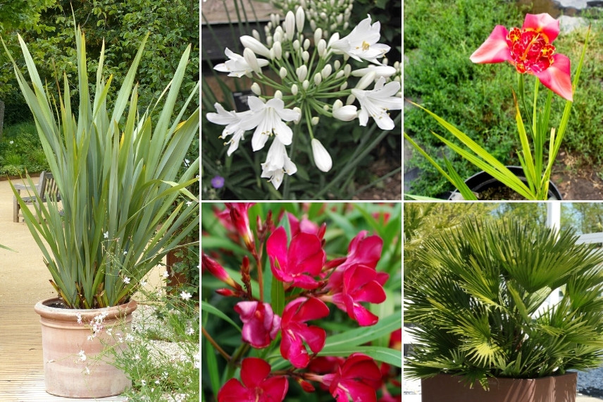 Associer le Tigridia : en pot sur la terrasse