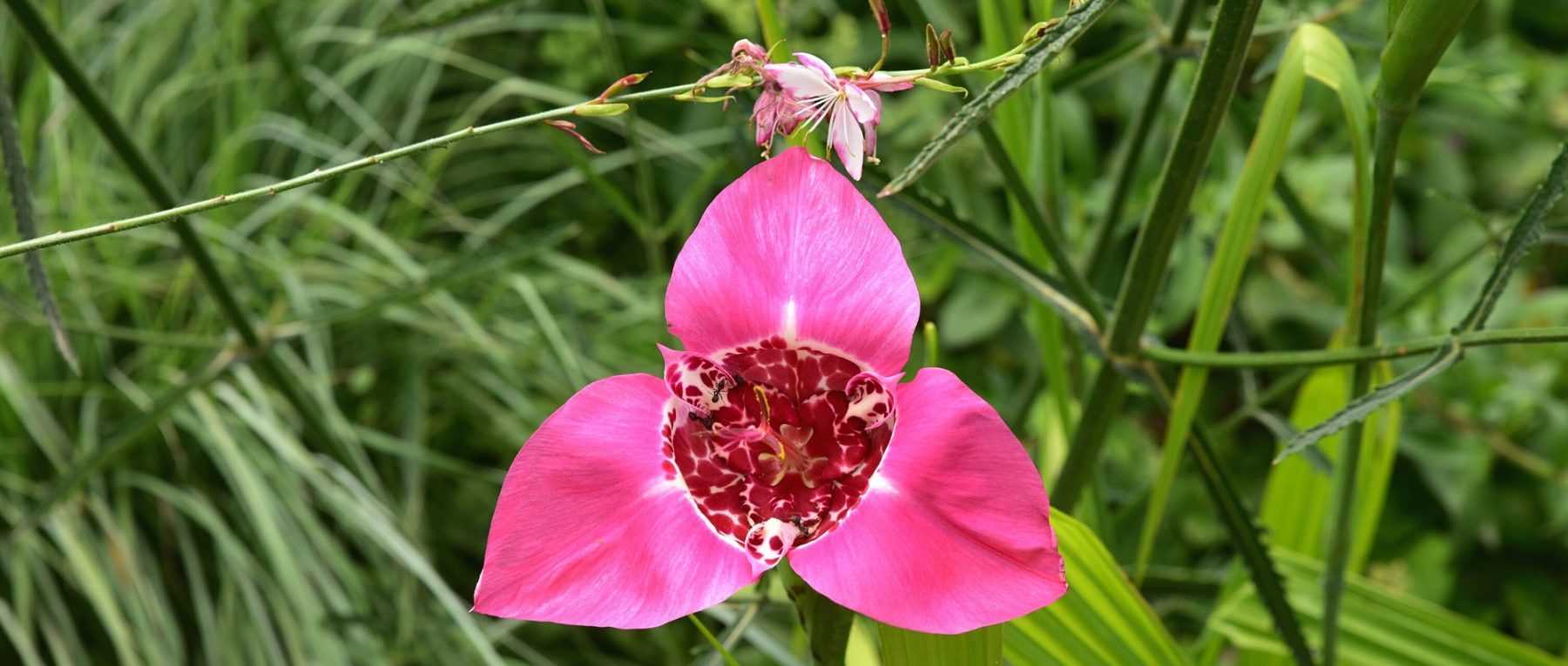 Tigridia, Oeil-de-Paon : nos conseils de culture - Promesse de Fleurs