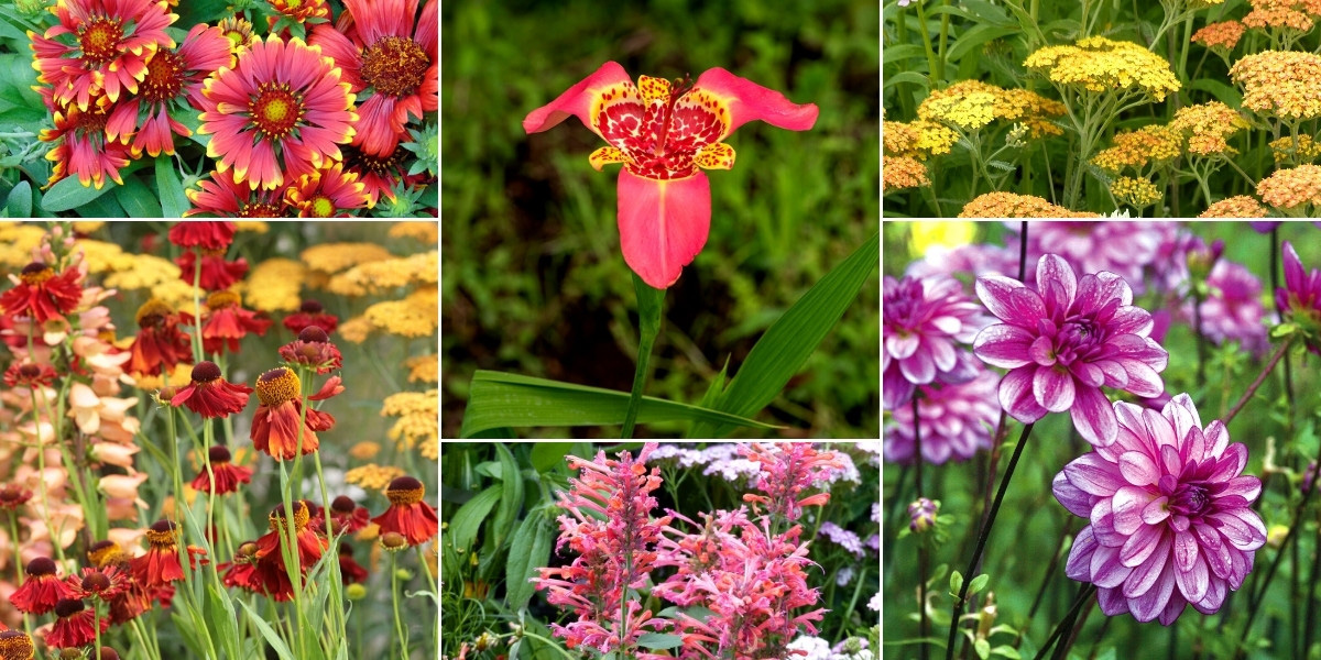 Tigridia, Oeil-de-Paon : nos conseils de culture - Promesse de Fleurs