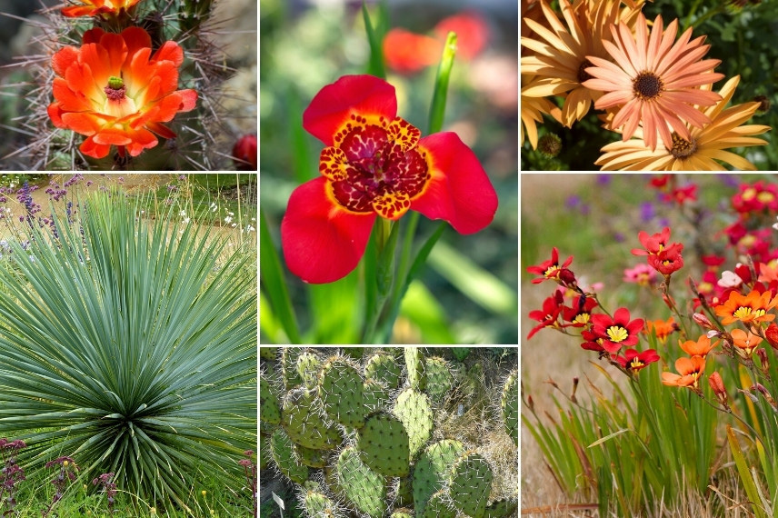 Associer le Tigridia : dans un jardin aride aux tons chauds