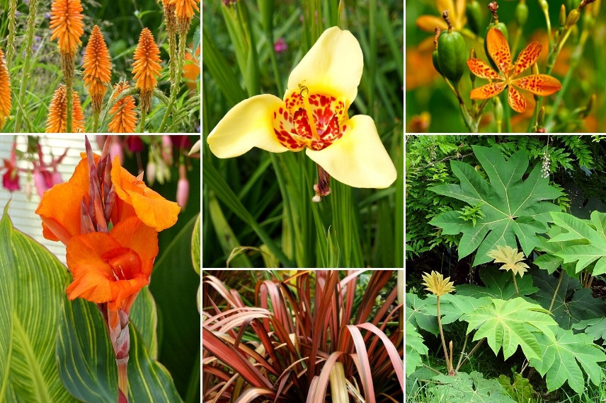 Associer le Tigridia : dans un jardin exotique ou jardin-jungle