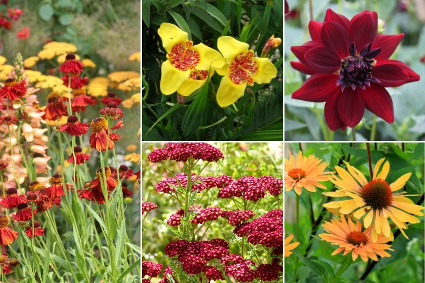 Associer le Tigridia : dans un mixed-border coloré