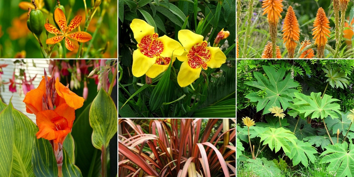 Inspiration pour associer le Tigridia : dans un jardin exotique