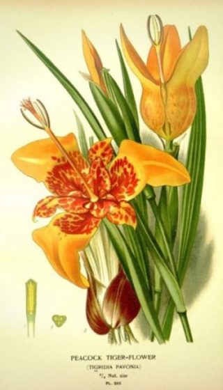 Ilustración botánica del Tigridia