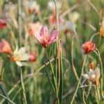Homeria, tulipe du Cap : plantation, culture, entretien
