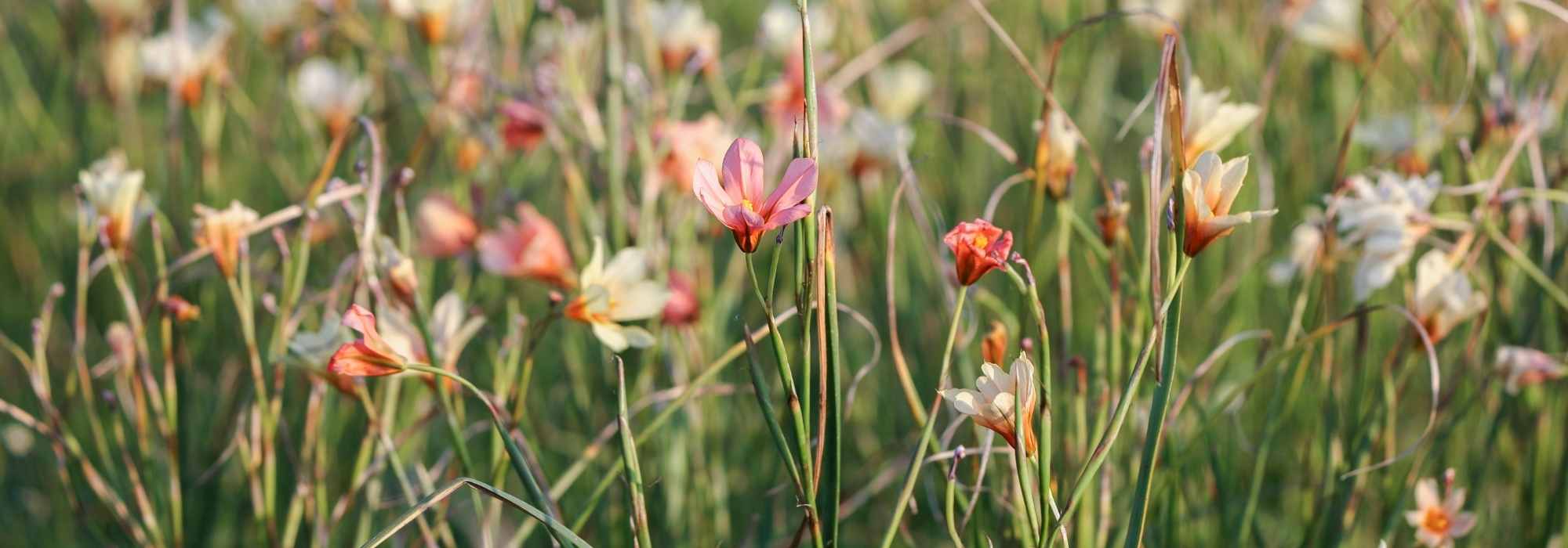 Homeria, tulipe du Cap : plantation, culture, entretien