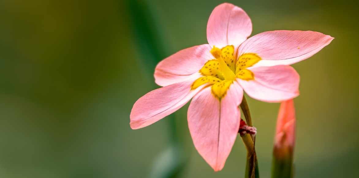 Homeria, tulipe du cap, Moraea