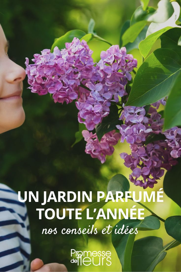 Quelles plantes parfumées pour le jardin au fil des saisons