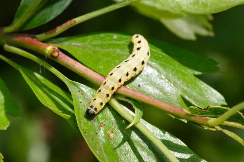 hyponomeute yponomeuta