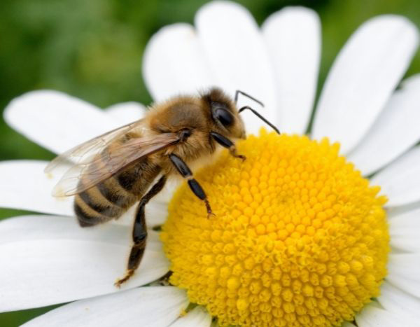 Des fleurs pour les abeilles !