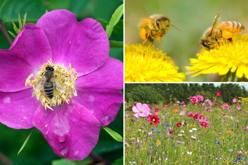 VISITE D'UN JARDIN PRIVÉ ACCUEILLANT PLANTÉ D'UNE FOULE DE ROSES ET DE  FLEURS SAUVAGES EN VENDÉE 