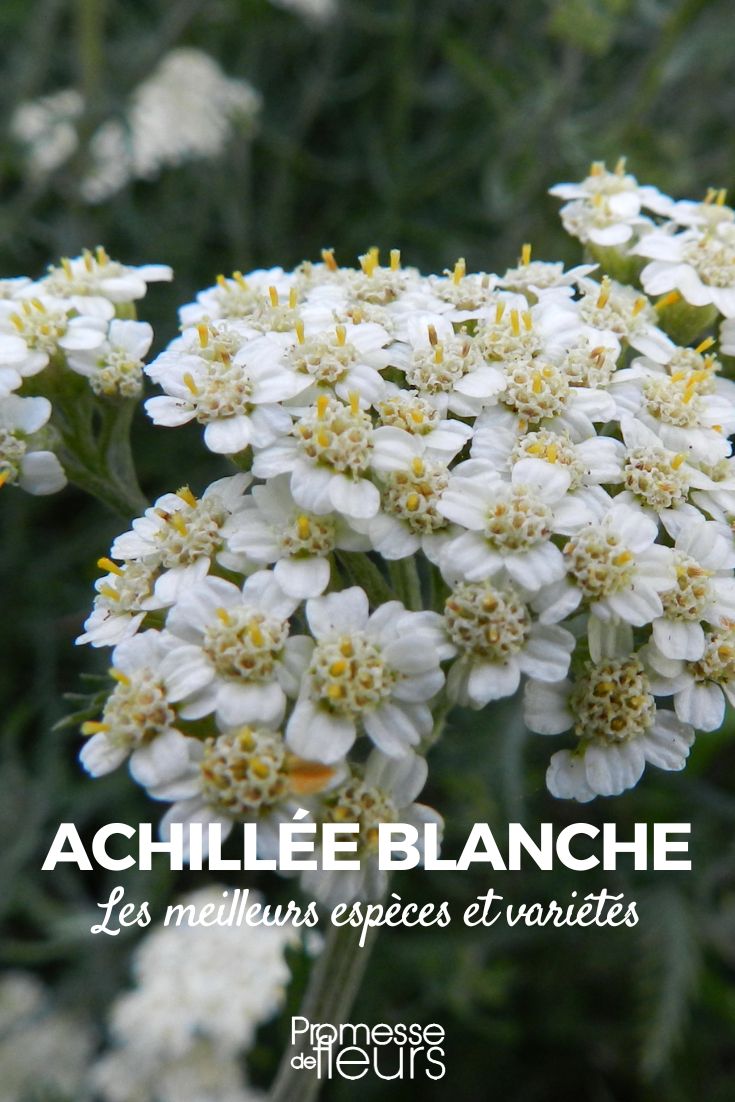 achillée blanche