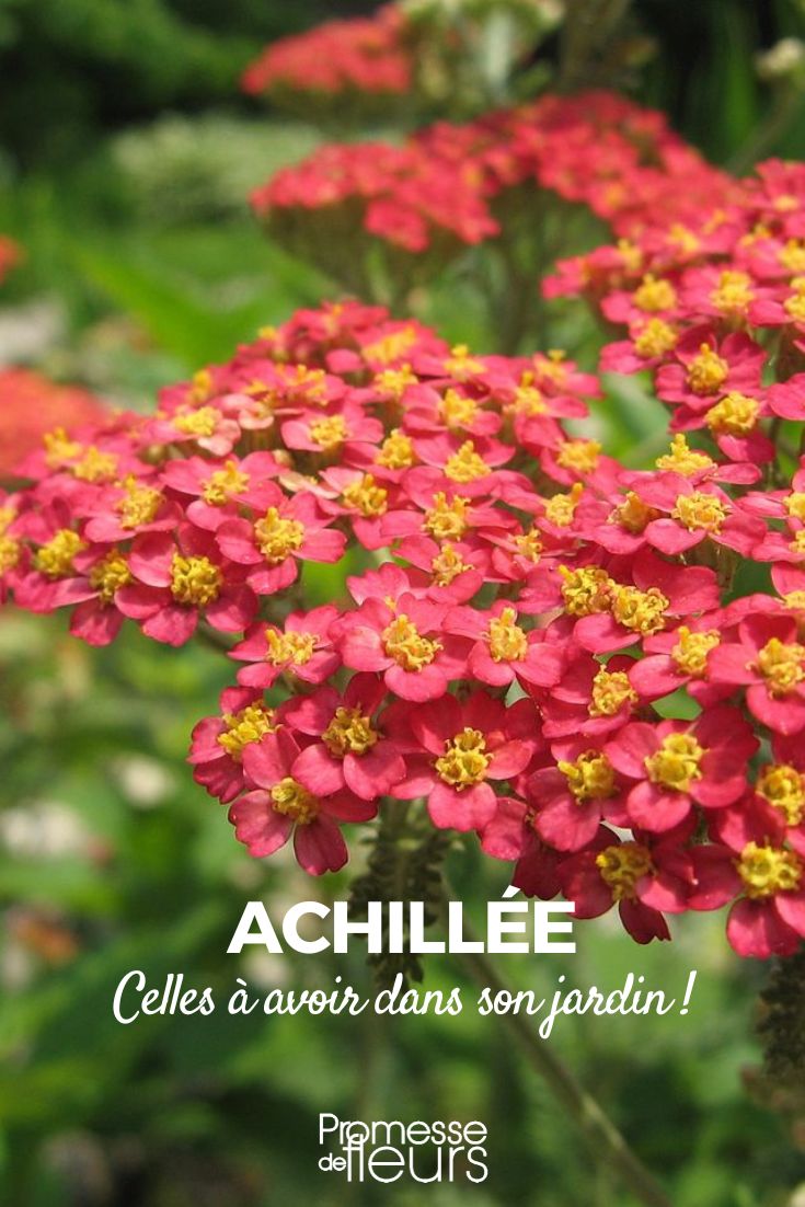 achillée plus belles variétés