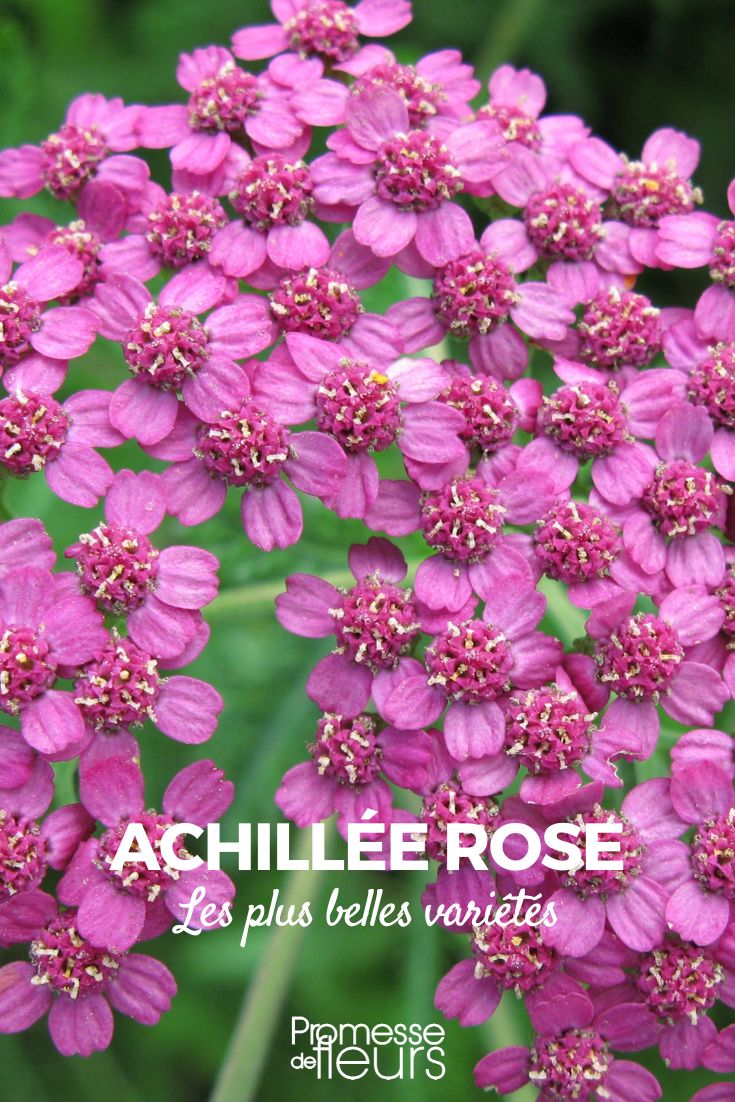 achillée rose