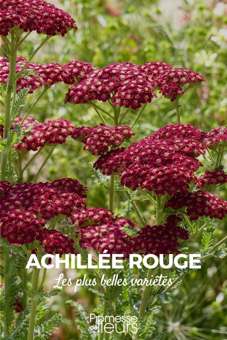 achillée rouge