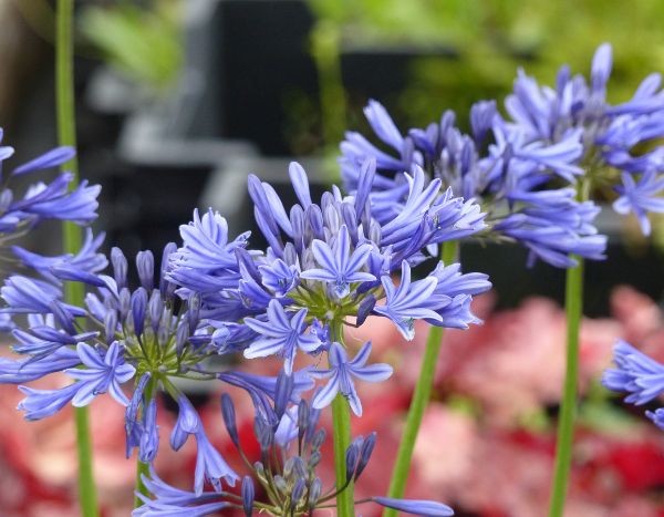 L'agapanthe 'Navy Blue' : une beauté résistante au froid