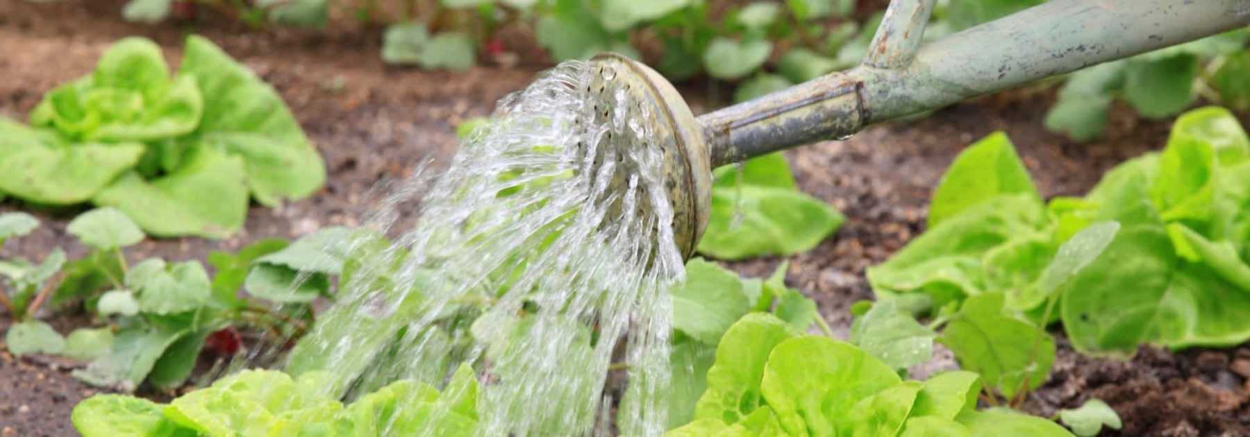 Les règles de l'arrosage en été