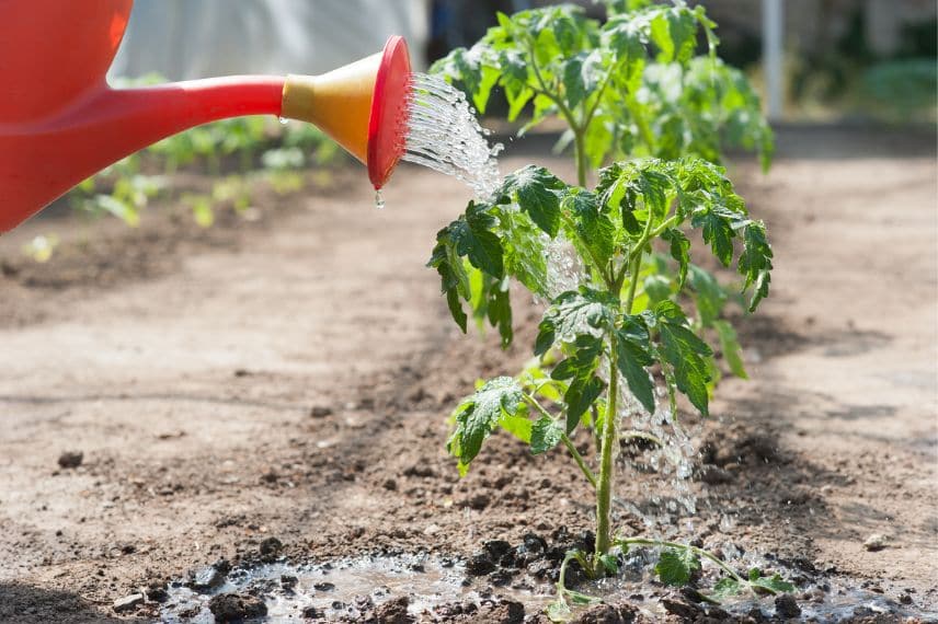 arrosage potager 