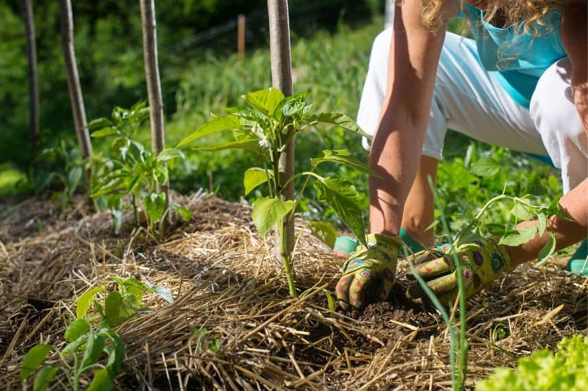 arrosage potager 