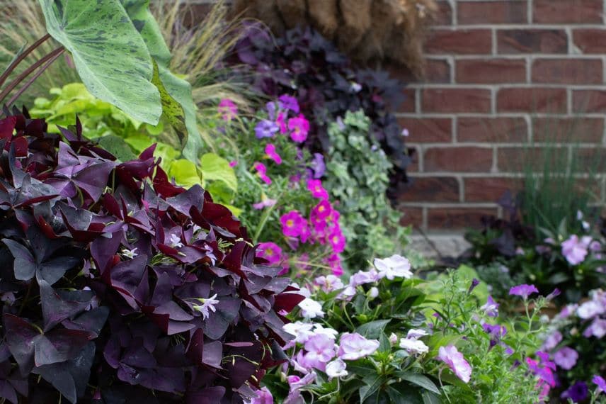 associer des oxalis sur une terrasse