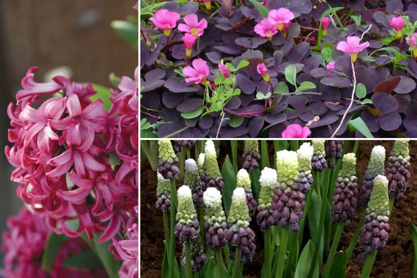 Associer les oxalis en intérieur d'une maison