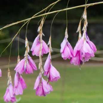 Associer le dierama