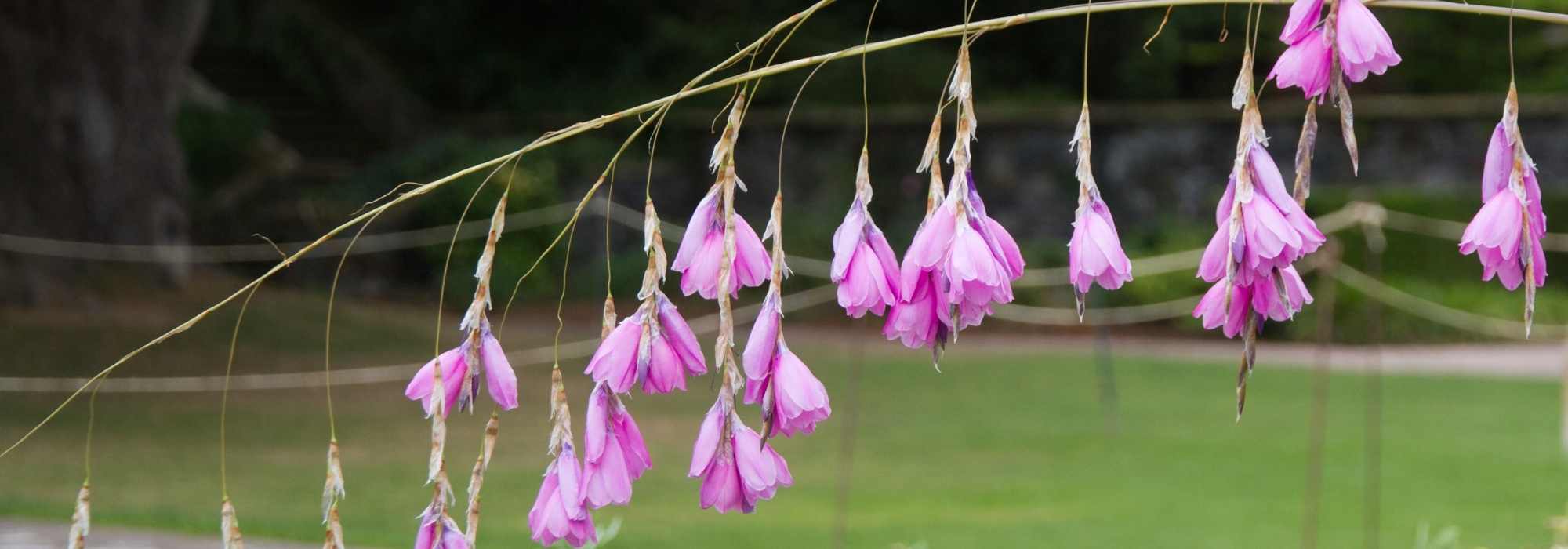 Associer le dierama