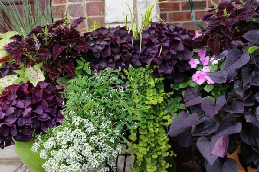 associer l'oxalis en pot ou en jardinière