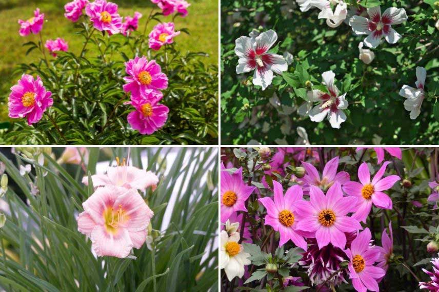 associer pivoines en massif à très longue floraison