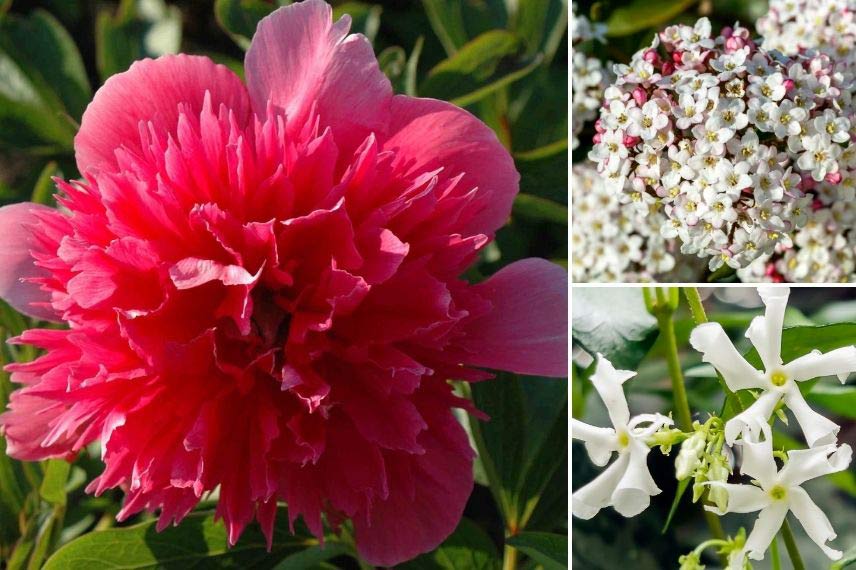 associer pivoines en jardin de senteurs