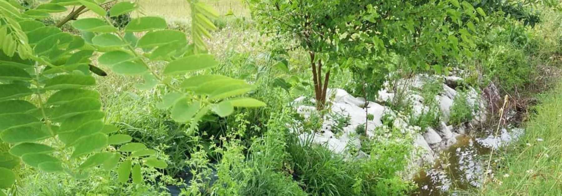 Permaculture : la technique des baissières