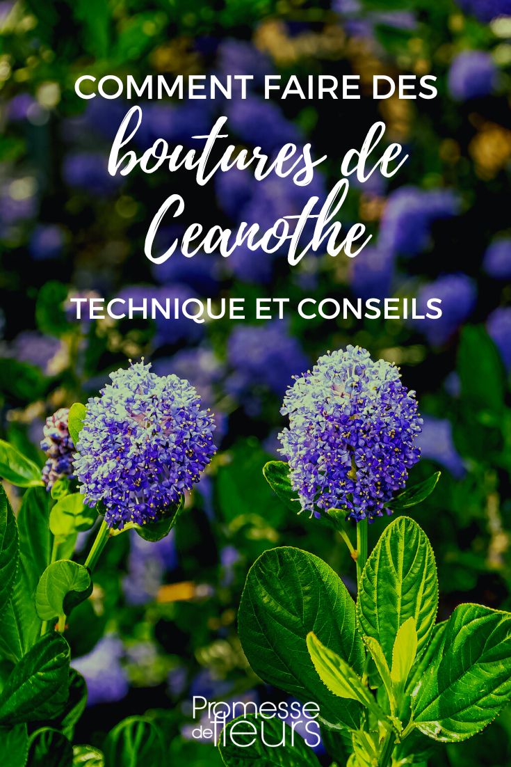 faire une bouture de ceanothe - tutoriel illustré