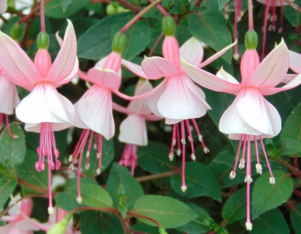 Bouturer le fuchsia