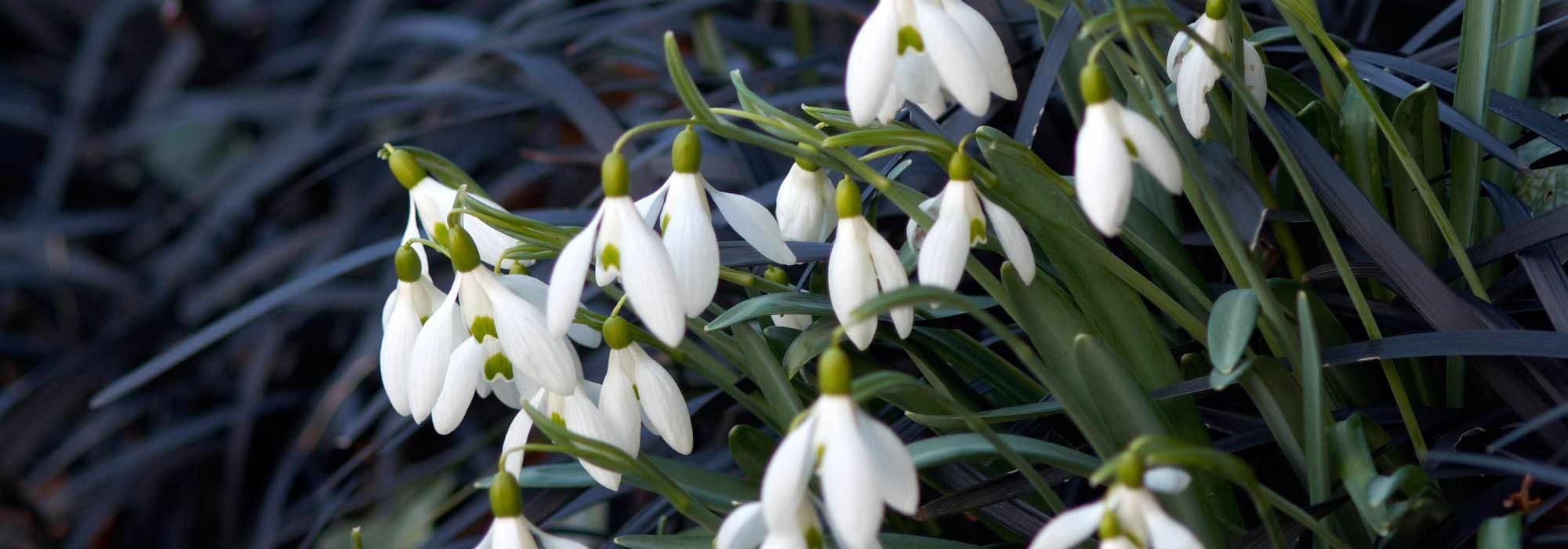 Petits bulbes et plantes couvre-sol, un duo gagnant