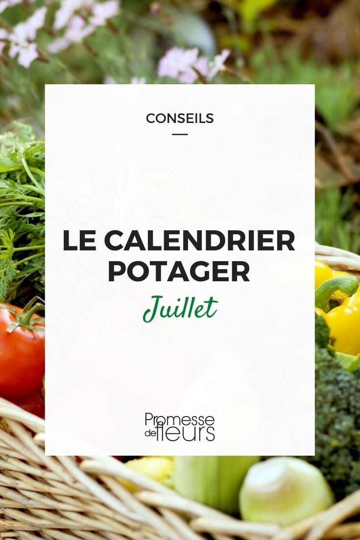 que faire au potager en juillet