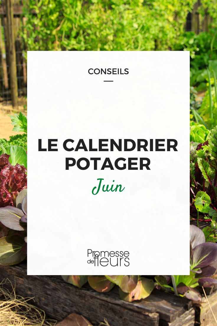 calendrier potager juin