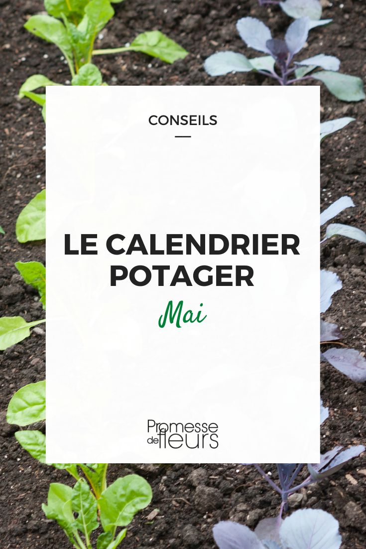 calendrier potager mai