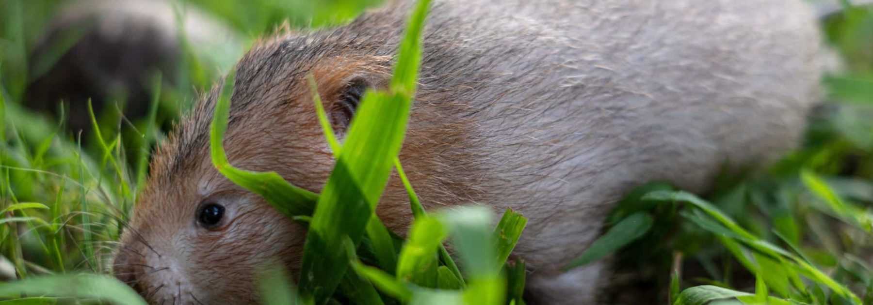 Lutter contre le rat taupier ou campagnol terrestre