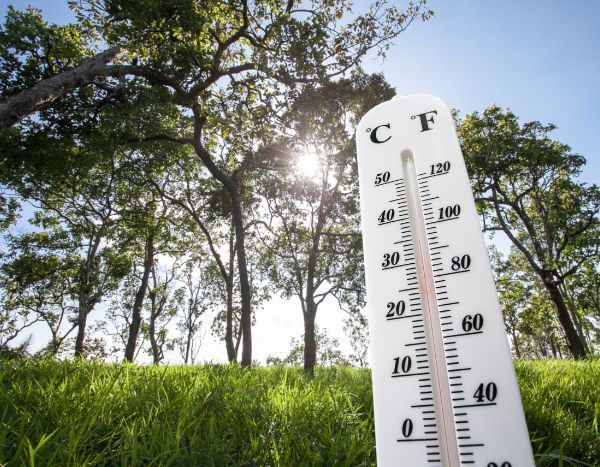 Canicule : 10 conseils pour protéger vos végétaux