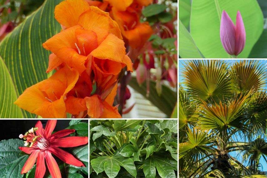 association canna au jardin