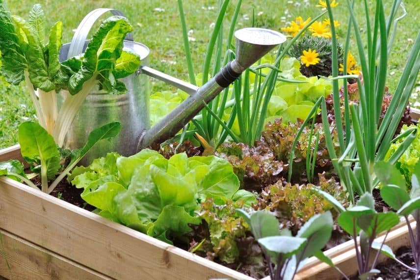 carré ptager surélevé - potager dans le nord