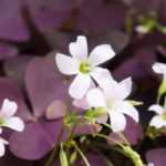 Choisir des oxalis