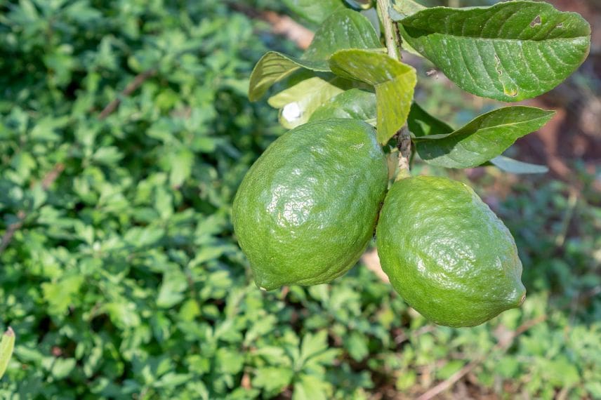 Citrus bergamia - bergamote 