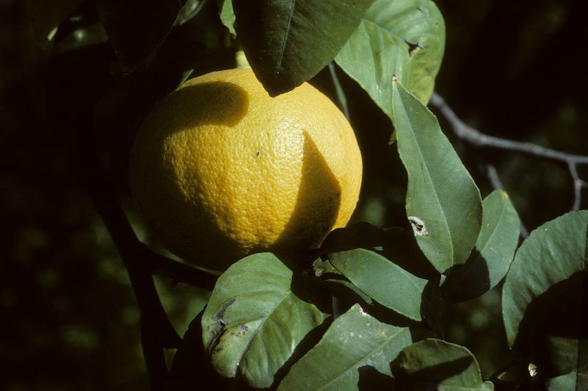 Citrus bergamia - bergamote 
