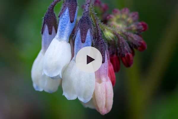 Consoude : une espèce à grandes fleurs à découvrir !