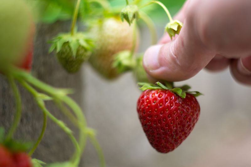 cueillir des fraises à la main