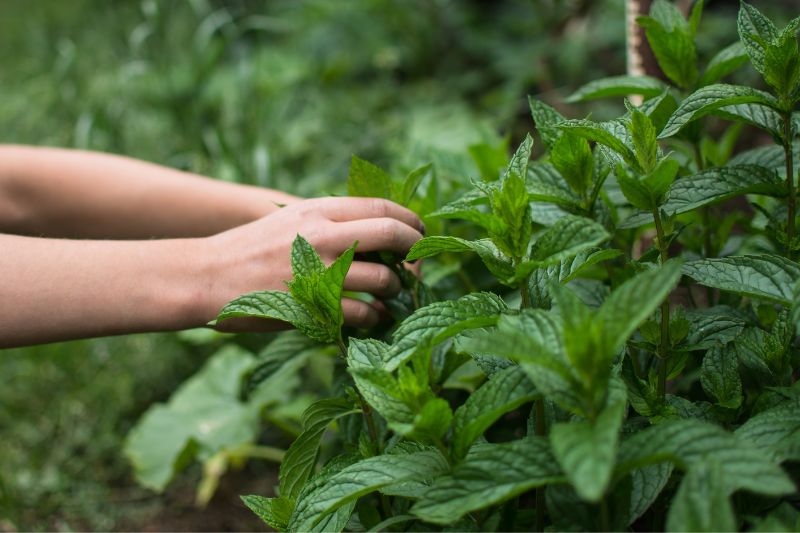 récolter les feuilles de menthe