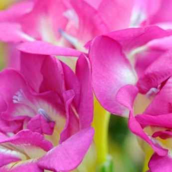 Cultiver le freesia en pot