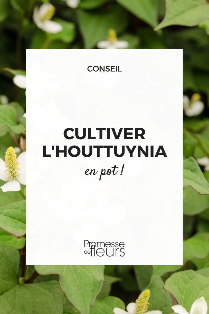 cultiver l'houttuynia en pot