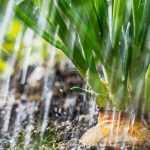 Faire un potager dans le nord